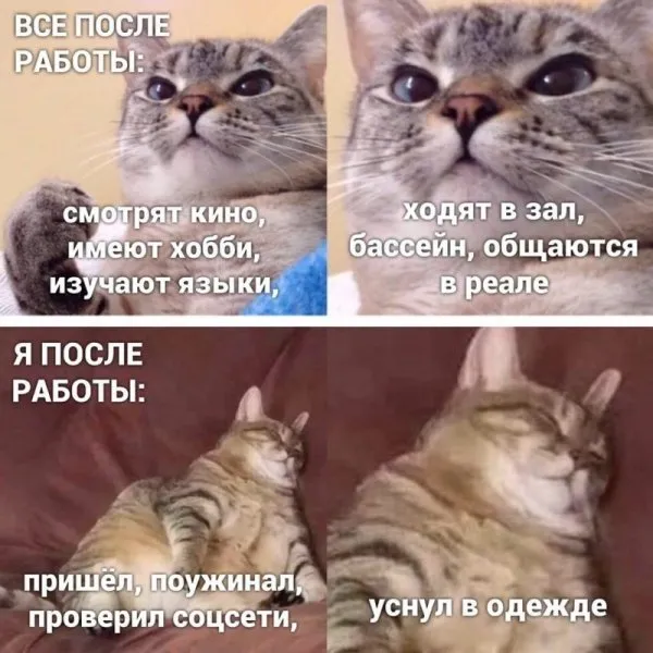 Мемы с котами