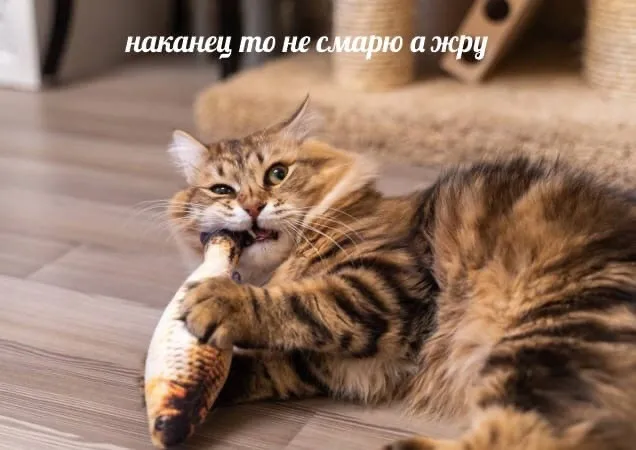 Смешные картинки с котами и надписями